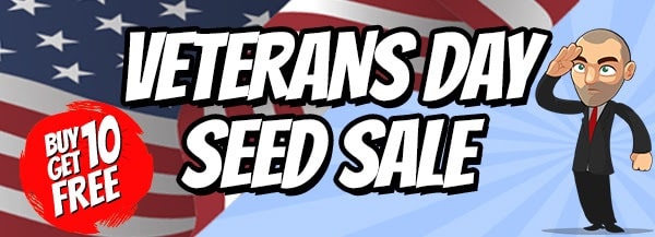 Veterans Day Marijuana Seeds Sale
