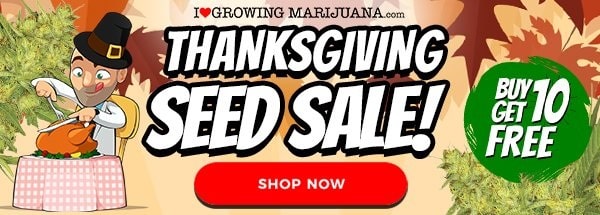 Thanksgiving Buy 10 Get 10 Free Marijuana Seeds Offer
