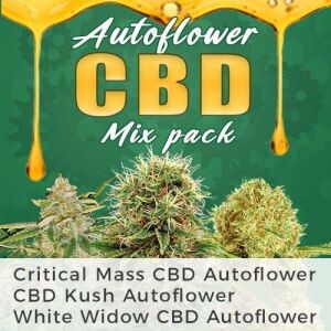 Autoflower CBD Seeds Mix