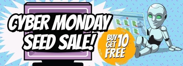 Cyber Monday Cannabis Seeds Sale