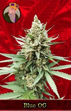 Blue OG Marijuana Seeds