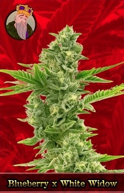 Blueberry x White Widow Marijuana Seeds