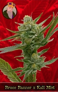 Bruce Banner x Kali Mist Marijuana Seeds