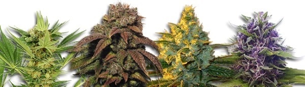Buy High Quality Feminized Cannabis Seeds In Canada