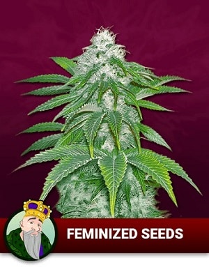 Feminized Cannabis Seeds For Sale In Canada