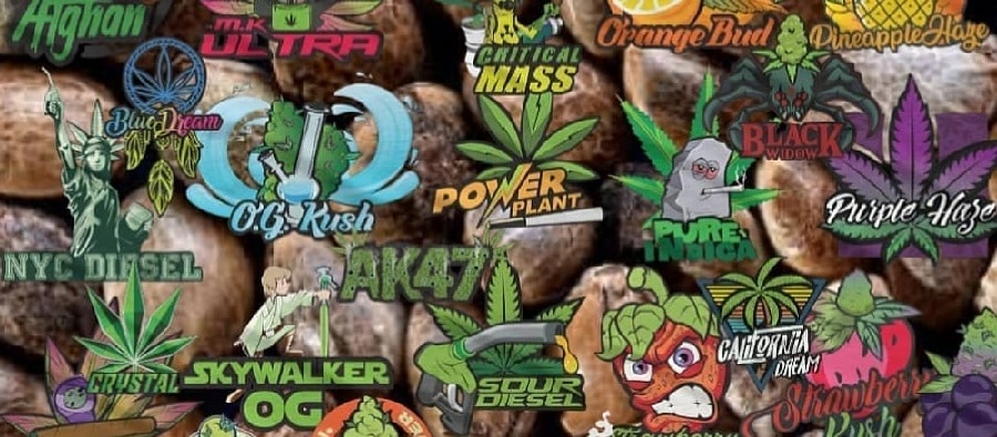 The Best Marijuana Seeds For Sale 2021