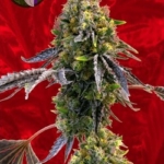 Critical x Green Crack Marijuana Seeds
