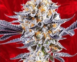 Do Si Dos Marijuana Seeds