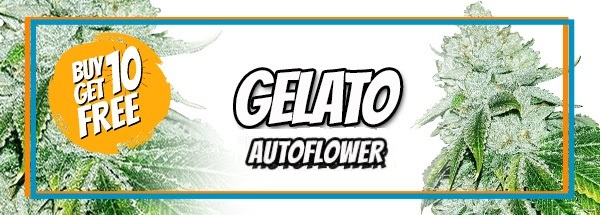 Gelato Autoflowering Cannabis Seeds
