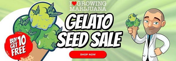 Gelato Cannabis Seeds Sale