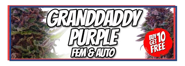 Granddaddy Purple High THC Seeds