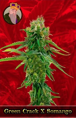 Green Crack x Somango Marijuana Seeds
