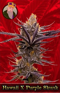 Hawaii X Purple Skunk Marijuana Seeds