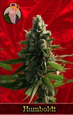 Humboldt Marijuana Seeds