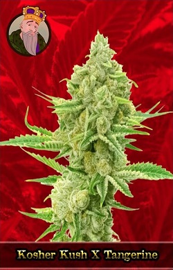 Kosher Kush x Tangerine Marijuana Seeds