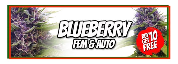 Blueberry Cannabis Seeds Sale