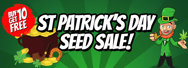 St Patrick's Day Cannabis Seeds