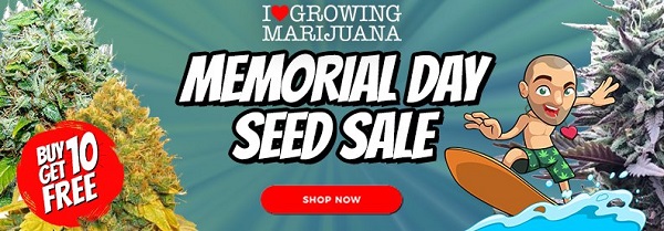 Get 10 Free Marijuana Seeds In The Memorial Day Offer
