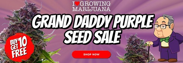 Grand Daddy Purple Feminized Autoflowering Seeds Sale