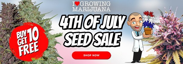Buy 10 Get 10 Free On Selected Premium Cannabis Seeds