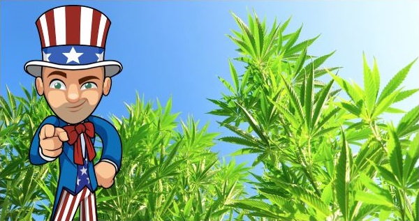 Legally Grow Autoflowering Seeds In USA