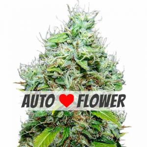 NYC Diesel Autoflowering Seeds NYC Diesel Autoflowering Seeds