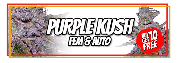 Purple Kush 710 Cannabis Seeds Offer