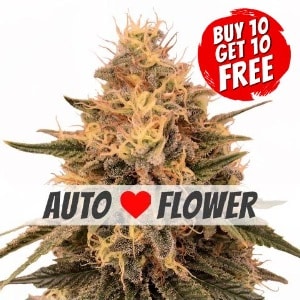 Bruce Banner Autoflowering - Buy 10 Get 10 Free Seeds