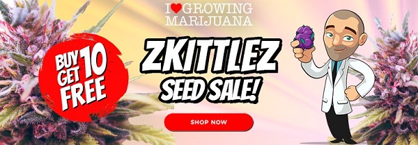 Free Cannabis And Marijuana Seeds When You Purchase Zkittlez Online