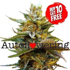 G13 Autoflowering - Buy 10 Get 10 Free Seeds