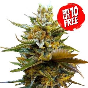 G13 Feminized - Buy 10 Get 10 Free Seeds