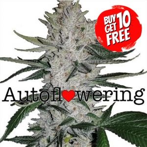 Gorilla Glue Autoflowering - Buy 10 Get 10 Free Seeds