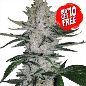 Gorilla Glue Feminized - Buy 10 Get 10 Free Seeds