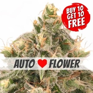Wedding Cake Autoflowering - Buy 10 Get 10 Free Seeds