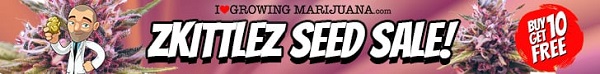 Zkittlez Marijuana Seeds Sale - Get Your Free Cannabis Seeds Today