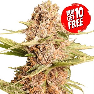 Girl Scout Cookies Feminized - Buy 10 Get 10 Free Seeds