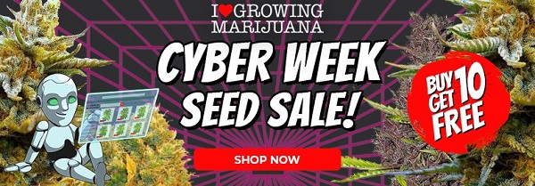 Best Selling Marijuana Seeds On Sale During Cyber Week