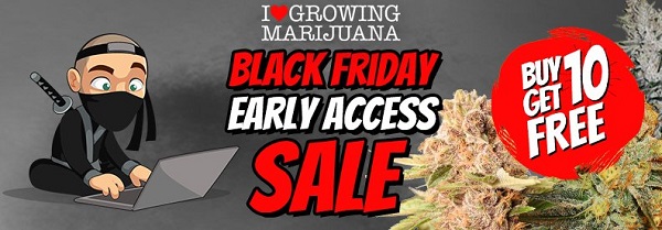 Black Friday Early Access Marijuana Seeds Sale