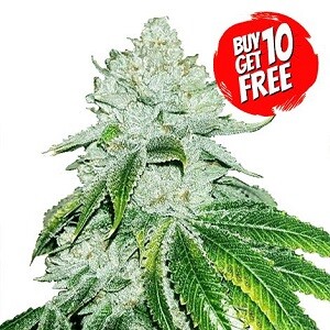 Gelato Feminized - Buy 10 Get 10 Free Seeds