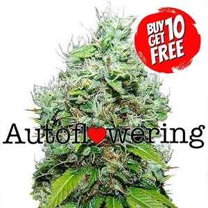 NYC Diesel Autoflowering - Buy 10 Get 10 Free Seeds