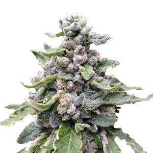Tropicana Cookies Feminized Tropicana Cookies Feminized Seeds