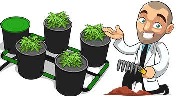 Where To Grow Cannabis Seeds In USA