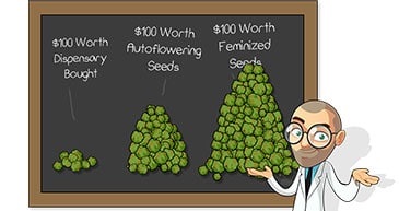Why Buy Cannabis Seeds In USA