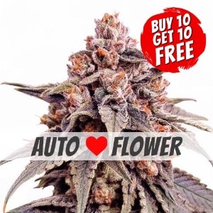 Zkittlez Autoflowering - Buy 10 Get 10 Free Seeds