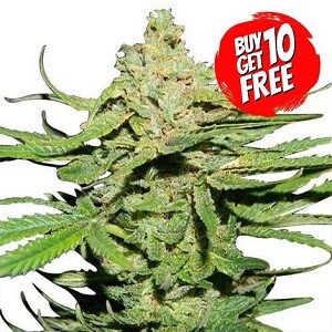 Cannatonic Feminized - Buy 10 Get 10 Free Seeds