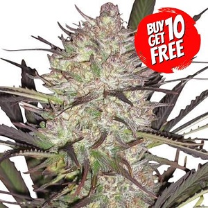 Durban Poison Feminized - Buy 10 Get 10 Free Seeds