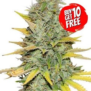 Gold Leaf Feminized - Buy 10 Get 10 Free Seeds