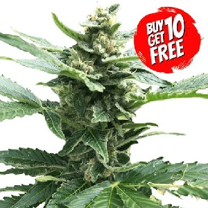 Northern Lights Feminized - Buy 10 Get 10 Free Seeds