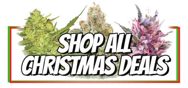 Premium Cannabis Seeds - The 12 days Of Christmas Part Two Sale