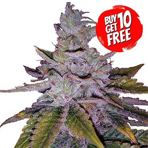 Purple Kush Feminized - Buy 10 Get 10 Free Seeds